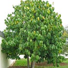Beautify Your Garden Year-Round with Pawpaw Trees