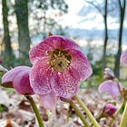 Flowers for March