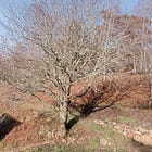 The Resilient Rowan or Mountain Ash