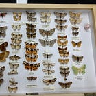 Digitising the Fascinating Rosie Moth Collection