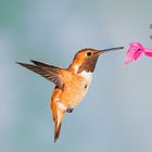 Pollinisation : quand oiseaux et mammifères jouent les butineurs