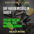 Bar Harbor Mussels In Danger