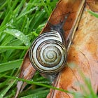16 ways gardeners can live alongside slugs and snails
