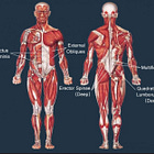 Muscle Monday: The Trunk