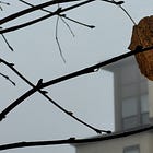 Hayward Plans for Climate Breakdown