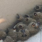 Seriously, the swallows are fine