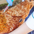 8 Pharmaceutical Giants Are Currently Developing New Bird Flu Vaccines After Trump USDA Unlocks $100 Million Investment 