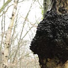 Unveiling the Health Benefits of Chaga Mushroom