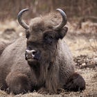 Interview: Sally Smith of Kent Wildlife Trust on Bison in Britain