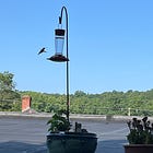Hummingbirds