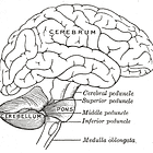 The Cerebellum or Centre #4