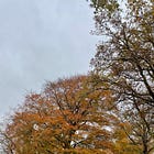 HET BEELD VAN EEN BOOM