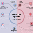 The Secret Orchestra: Deciphering the Mysteries of the Endocrine System