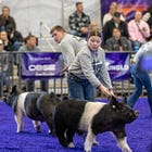 On Pig Shows in Oklahoma