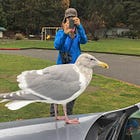 GETTING GULLS