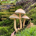 MYCOPHOBIE EN MYCOFAAG