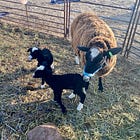 Ram Lambs (2025)