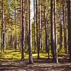 Should we just plant trees everywhere to fix climate change?