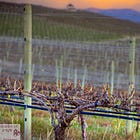 Syrah’s Canadian Challenge: Buds, Frost, and Bold Reds