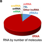 Do mRNA vaccines interfere with a cell's natural RNA?