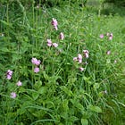 Silene dioica | pink campion 