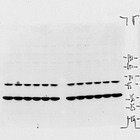 Can we trust clinical trials from China?