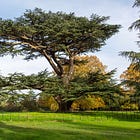 93. Forty Hall Cedar