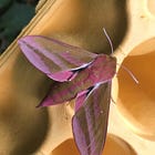 Misunderstood Moths