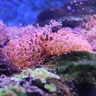 1 Key Investing Lesson From “Finding Nemo” Movie