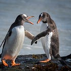 SPEAK UP: Asks and offers
