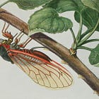 The cicada, the octopus, and the tortoise