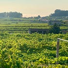 For Albariño, It’s Time to Start Talking About Terroir