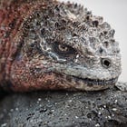 🔎 How We Prepared for Our Journey to the Galápagos Islands
