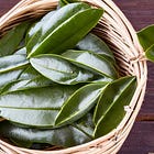 Bay Leaf - The Nobel Herb