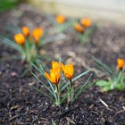 10 tough plants for early February joy