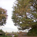 Why do Stanford's Monterey cypresses suck?