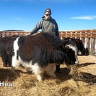 Bull / Steer Calves for Sale (2024-2025) 