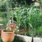 The best (and worst) seeds to save from your garden