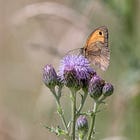 How to Handle Thistle in Rewilding, and Why it Matters.