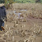 Malawi: The climate crisis is pushing food farmers into starvation