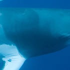 The minke whale that changed me