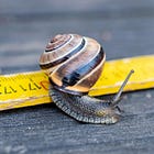 Hidas elämä - kannattaako sitä tavoitella?