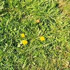 DANDELION - THE "WEED" THAT IS FOOD AND MEDICINE