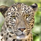The Leopard Shouted Her Face Right Off. 