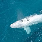 Whales rebound near New York because of a fish nobody will name: Menhaden
