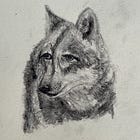 Schets van wolf