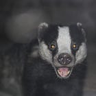 The Badger's Path