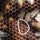 How to Split a Beehive