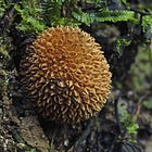 A Durian Doppelgänger at Sungai Congkak