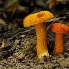 Dragon's Crest | Fungi Finds Through Krabi’s Wilderness